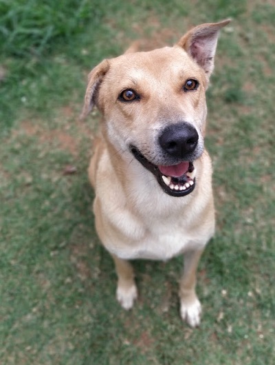 #PraCegoVer: Fotografia do cachorro Arthur. Ele tem as cores Marrom claro e branco.